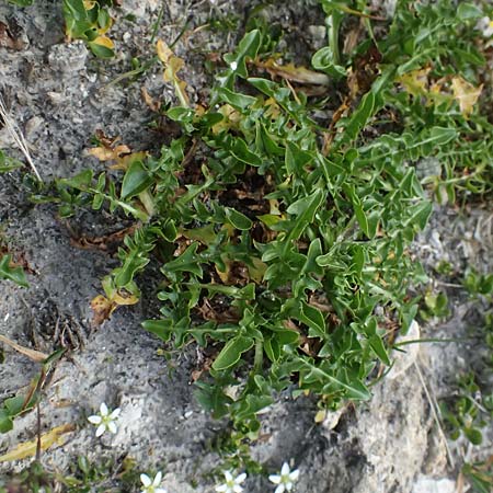Taraxacum sect. Alpina \ Alpen-L�wenzahn / Alpine Dandelion, A Gro&szlig;glockner 11.8.2025