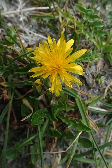 Taraxacum sect. Alpina \ Alpen-L�wenzahn / Alpine Dandelion, A Gro&szlig;glockner 11.8.2025