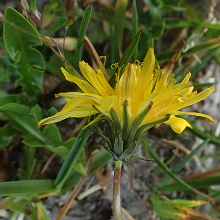 Taraxacum sect. Alpina \ Alpen-L�wenzahn / Alpine Dandelion, A Gro&szlig;glockner 11.8.2025