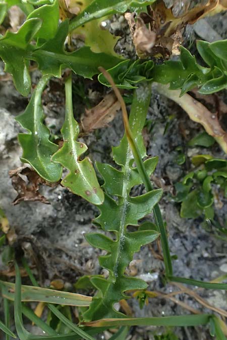 Taraxacum sect. Alpina \ Alpen-L�wenzahn / Alpine Dandelion, A Gro&szlig;glockner 11.8.2025