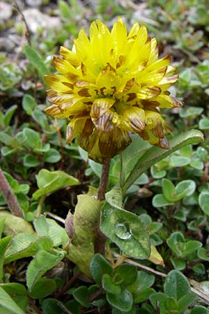 Trifolium badium \ Braun-Klee / Brown Clover, A Malta - Tal / Valley 7.6.2008