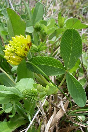 Trifolium badium \ Braun-Klee / Brown Clover, A Malta - Tal / Valley 7.6.2008