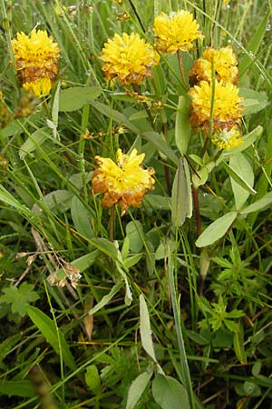 Trifolium badium \ Braun-Klee / Brown Clover, A Lechtal, Warth 23.6.2011