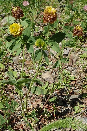 Trifolium badium \ Braun-Klee / Brown Clover, A Pusterwald 1.7.2019