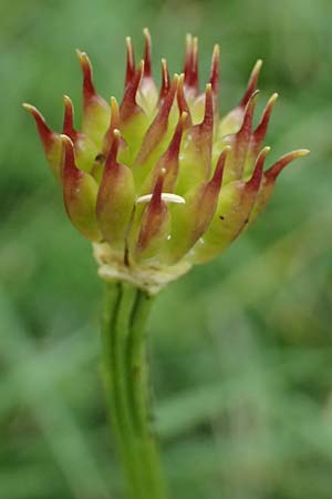 Trollius europaeus \ Trollblume / Globe Flower, A Trenchtling 6.7.2024