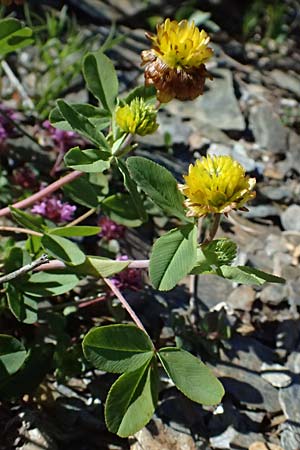 Trifolium badium \ Braun-Klee / Brown Clover, A Bad Gastein 29.6.2025