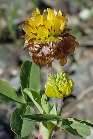 Trifolium badium \ Braun-Klee / Brown Clover, A Bad Gastein 29.6.2025