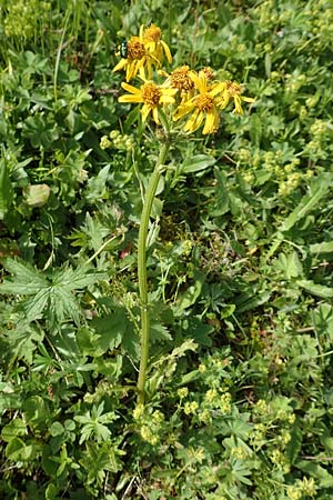 Tephroseris crispa \ Krauses Aschenkraut, Bach-Greiskraut, A Rax 28.6.2020
