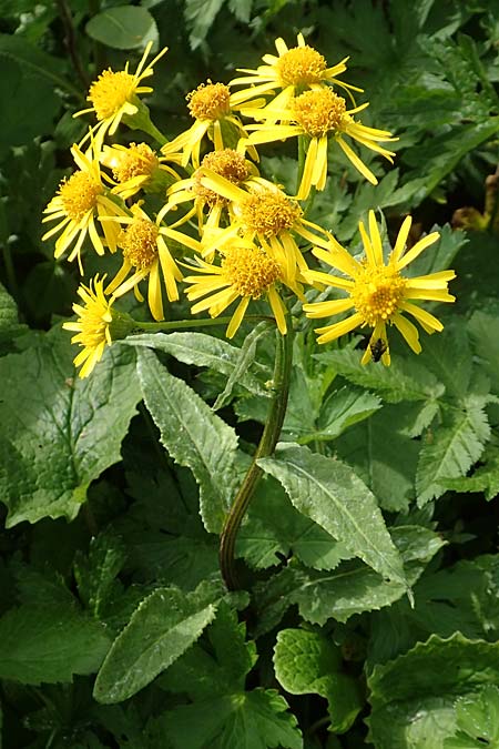 Tephroseris crispa \ Krauses Aschenkraut, Bach-Greiskraut, A Rax 28.6.2020