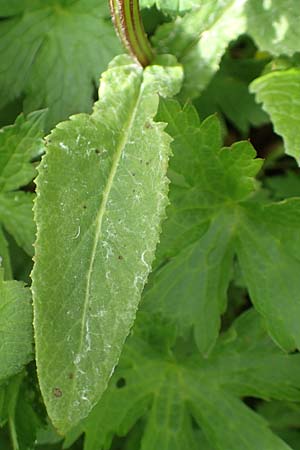 Tephroseris crispa \ Krauses Aschenkraut, Bach-Greiskraut, A Rax 28.6.2020