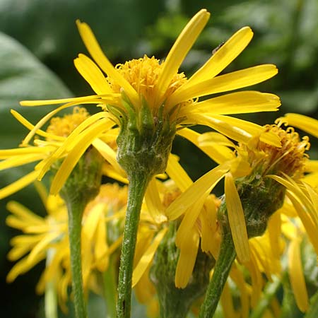 Tephroseris crispa \ Krauses Aschenkraut, Bach-Greiskraut, A Rax 28.6.2020