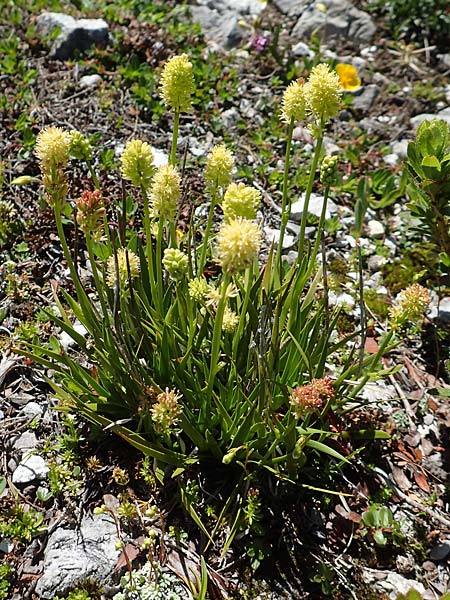 Tofieldia calyculata \ Gewhnliche Simsenlilie / Mountain Scottish Asphodel, A Lawinenstein 5.7.2020