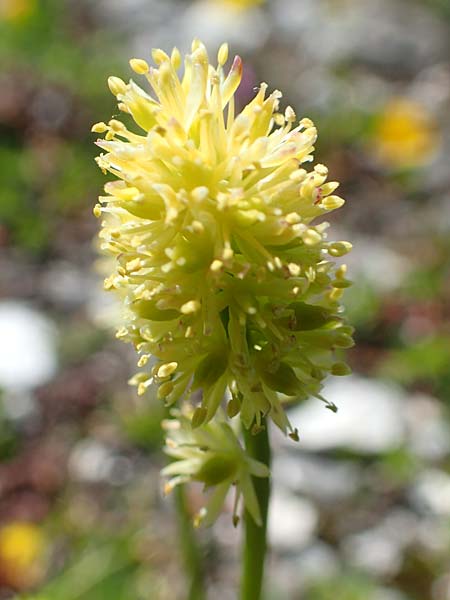 Tofieldia calyculata \ Gewhnliche Simsenlilie / Mountain Scottish Asphodel, A Lawinenstein 5.7.2020