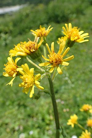 Tephroseris crispa \ Krauses Aschenkraut, Bach-Greiskraut, A Dachstein Südwand 7.7.2020