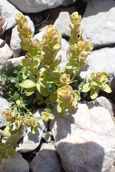Noccaea caerulescens \ Gebirgs-Hellerkraut, Bluliches Tschelkraut / Alpine Penny-Cress, A Dachstein, Auretskar 7.7.2020