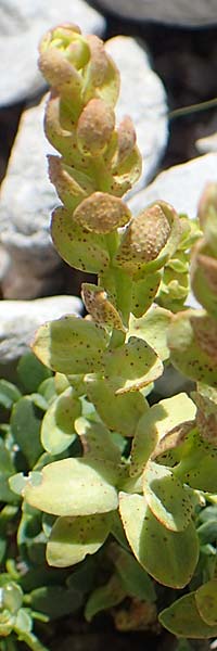 Noccaea caerulescens \ Gebirgs-Hellerkraut, Bluliches Tschelkraut / Alpine Penny-Cress, A Dachstein, Auretskar 7.7.2020