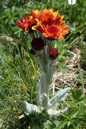 Tephroseris capitata \ Kopfiges Greiskraut, Kopfiges Steppen-Aschenkraut, A Wölzer Tauern, Kleiner Zinken 26.6.2021