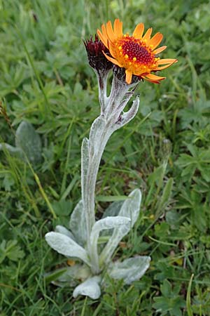 Tephroseris capitata \ Kopfiges Greiskraut, Kopfiges Steppen-Aschenkraut, A Wölzer Tauern, Kleiner Zinken 26.6.2021
