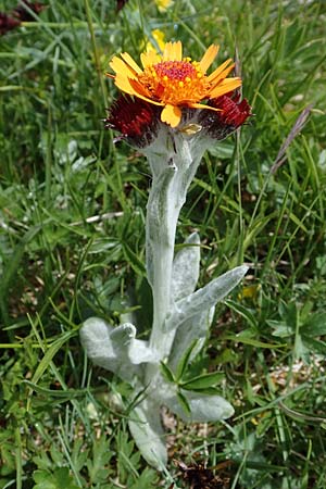 Tephroseris capitata \ Kopfiges Greiskraut, Kopfiges Steppen-Aschenkraut, A Wölzer Tauern, Kleiner Zinken 26.6.2021