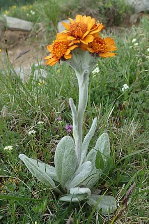 Tephroseris capitata \ Kopfiges Greiskraut, Kopfiges Steppen-Aschenkraut, A Wölzer Tauern, Kleiner Zinken 26.6.2021