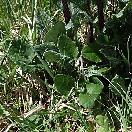 Tephroseris pseudocrispa \ Cividale-Greiskraut, A Seetaler Alpen, Zirbitzkogel 28.6.2021