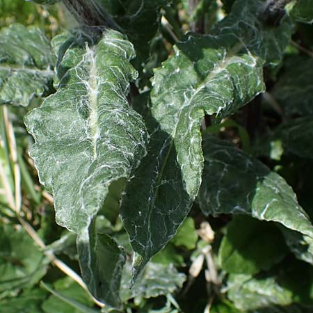 Tephroseris pseudocrispa \ Cividale-Greiskraut, A Seetaler Alpen, Zirbitzkogel 28.6.2021