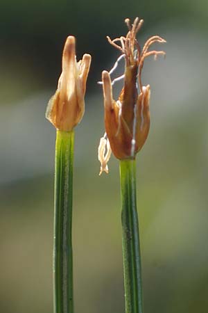 Trichophorum cespitosum subsp. cespitosum \ Gewhnliche Rasenbinse / Deer Grass, A Seetaler Alpen, Zirbitzkogel 28.6.2021