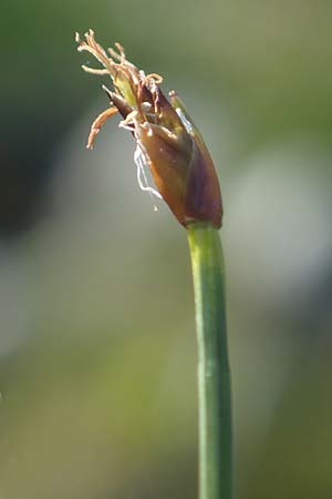 Trichophorum cespitosum subsp. cespitosum \ Gewhnliche Rasenbinse / Deer Grass, A Seetaler Alpen, Zirbitzkogel 28.6.2021