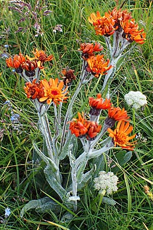 Tephroseris capitata \ Kopfiges Greiskraut, Kopfiges Steppen-Aschenkraut, A Wölzer Tauern, Kleiner Zinken 24.7.2021