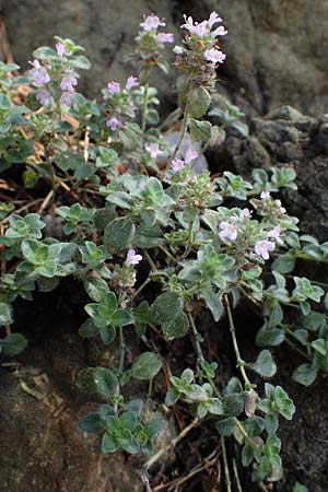 Thymus pulegioides subsp. carniolicus \ Krainer Thymian, Krain-Arznei-Quendel / Krain Thyme, A Kraubath (Mur) 25.7.2021