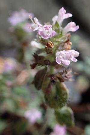 Thymus pulegioides subsp. carniolicus \ Krainer Thymian, Krain-Arznei-Quendel / Krain Thyme, A Kraubath (Mur) 25.7.2021