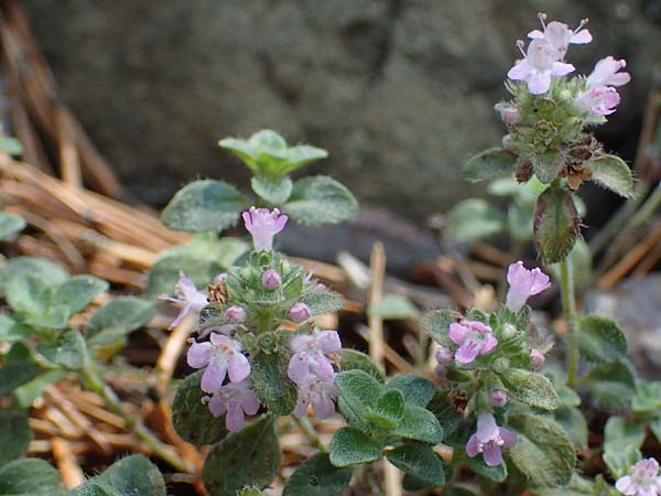 Thymus pulegioides subsp. carniolicus \ Krainer Thymian, Krain-Arznei-Quendel / Krain Thyme, A Kraubath (Mur) 25.7.2021