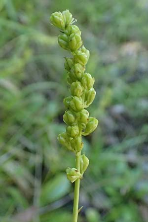 Tofieldia calyculata \ Gewhnliche Simsenlilie / Mountain Scottish Asphodel, A St. Gallen im Gesäuse 4.7.2024