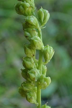 Tofieldia calyculata \ Gewhnliche Simsenlilie / Mountain Scottish Asphodel, A St. Gallen im Gesäuse 4.7.2024
