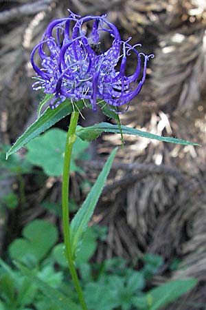 Phyteuma orbiculare \ Kugel-Rapunzel / Round-Headed Rampion, A Kärnten/Carinthia, Petzen 21.7.2007