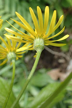 Tephroseris longifolia \ Voralpen-Greiskraut, Obir-Greiskraut / Longleaf Groundsel, A Kärnten/Carinthia, Gallizien 18.5.2016