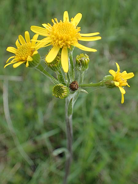 Tephroseris integrifolia \ Steppen-Greiskraut / Field Fleawort, A Perchtoldsdorf 7.5.2022