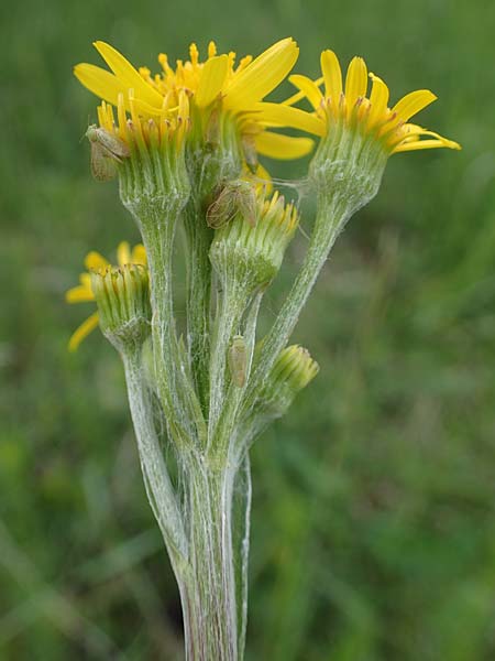 Tephroseris integrifolia \ Steppen-Greiskraut / Field Fleawort, A Perchtoldsdorf 7.5.2022