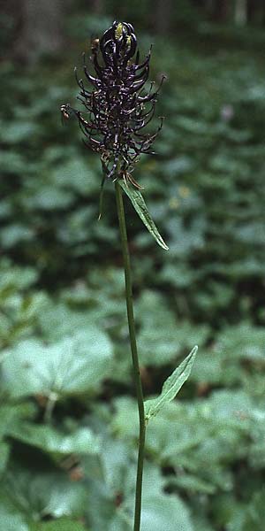Phyteuma ovatum \ Hallers Teufelskralle / Dark Rampion, A Hinterhornbach 16.7.1987
