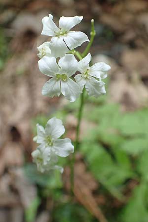 Cardamine trifolia \ Kleeblttriges Schaumkraut, Wald-Schaumkraut / Three-Leaved Cuckoo Flower, Trefoil Cress, A Kärnten/Carinthia, Trögerner Klamm 18.5.2016