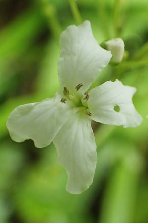 Cardamine trifolia \ Kleeblttriges Schaumkraut, Wald-Schaumkraut / Three-Leaved Cuckoo Flower, Trefoil Cress, A Kärnten/Carinthia, Trögerner Klamm 18.5.2016