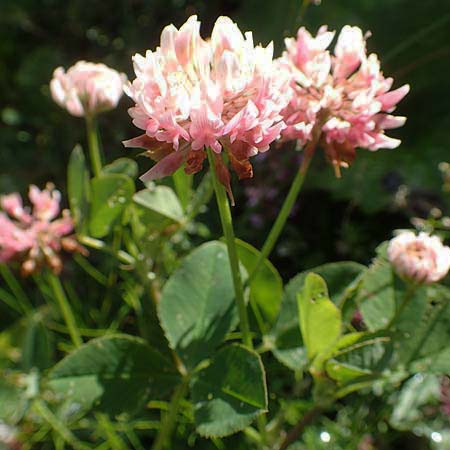Trifolium hybridum \ Schweden-Klee / Alsike Clover, A Kärnten/Carinthia, Petzen 8.8.2016