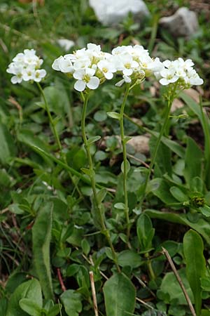 Microthlaspi perfoliatum \ hrchen-Kleintschelkraut, Stngelumfassendes Hellerkraut / Perfoliate Penny-Cress, Claspleaf Penny-Cress, A Schneealpe 30.6.2020