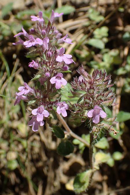 Thymus pulegioides subsp. carniolicus \ Krainer Thymian, Krain-Arznei-Quendel / Krain Thyme, A Kraubath (Mur) 27.6.2021