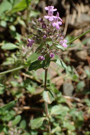 Thymus pulegioides subsp. carniolicus \ Krainer Thymian, Krain-Arznei-Quendel / Krain Thyme, A Kraubath (Mur) 27.6.2021