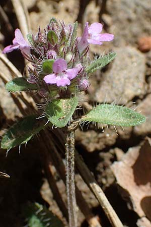 Thymus pulegioides subsp. carniolicus \ Krainer Thymian, Krain-Arznei-Quendel / Krain Thyme, A Kraubath (Mur) 27.6.2021