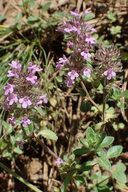 Thymus pulegioides subsp. carniolicus \ Krainer Thymian, Krain-Arznei-Quendel / Krain Thyme, A Kraubath (Mur) 27.6.2021