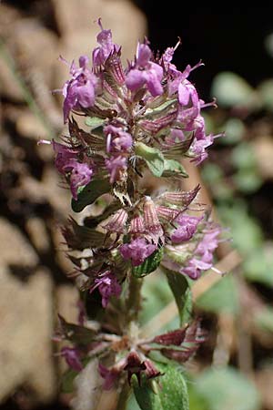 Thymus pulegioides subsp. carniolicus \ Krainer Thymian, Krain-Arznei-Quendel / Krain Thyme, A Kraubath (Mur) 27.6.2021
