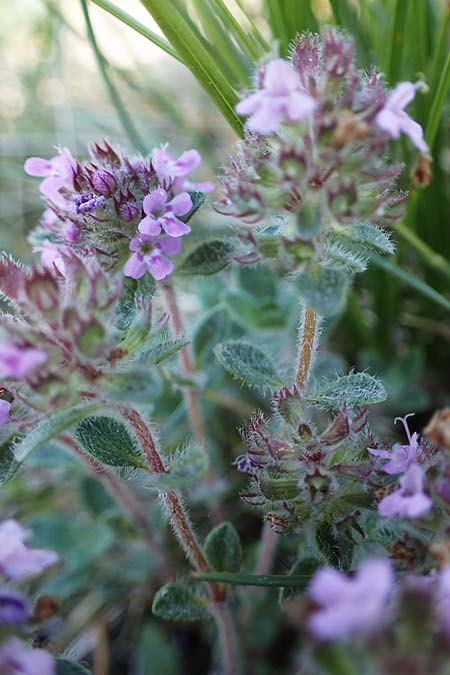 Thymus pulegioides subsp. carniolicus \ Krainer Thymian, Krain-Arznei-Quendel / Krain Thyme, A Hainburg 14.5.2022