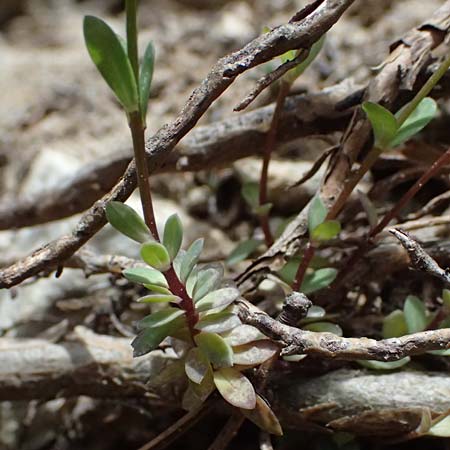 Thlaspi alpinum \ Alpen-Tschelkraut / Alpine Penny-Cress, A Admont 5.7.2024